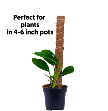 Coco Coir Pole for 4-6 inch pots